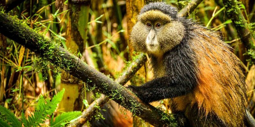 Golden-Monkey-Trekking-in-Rwanda