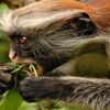 Red-Colobus-Monkey-Eating